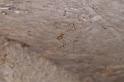 Pholcus_opilionoides_D5173_Z_92_Les Gris_Frankrijk